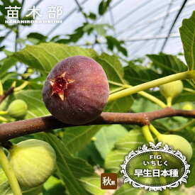 いちじく 【早生日本種 （蓬莱柿）】 2年生苗鉢植え スリット ■限定販売■