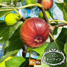 いちじく 【ドーフィン】 2年生 スリット鉢植え ■限定販売■ 【予約販売】11月下旬頃入荷予定