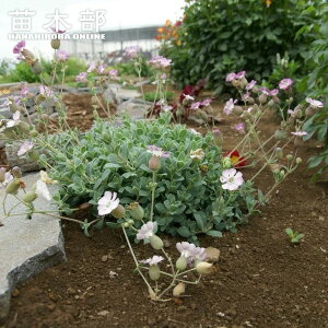 Vl RpN^ 3|bgc h ϊ OhJo[ y\̔z4`5ח\