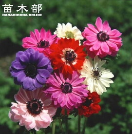 【アネモネ】 八重咲き 混合 ミックス 25ml 球根 （植え付け時期12月下旬まで） 【予約販売】8月下旬以降入荷予定