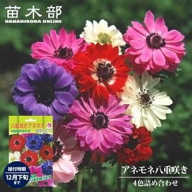 【アネモネ】 八重咲き混合 （50ml） 球根 （植え付け時期12月下旬まで） 【予約販売】8月下旬以降入荷予定