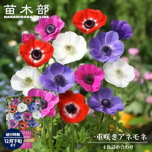 yAllz d炫  i50mlj  iAt12{܂Łj