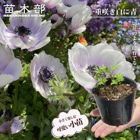 【芽出し球根】 アネモネ 一重咲き 白に青 （4球/3.5号ポット）