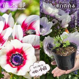 【芽出し球根】 アネモネ 一重咲き 白青&白赤（4球/3.5号ポット）