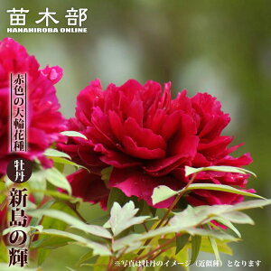 yOz igFj V̋P 2N 6XbgA ڂ