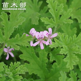 ハーブ 苗 ローズゼラニウム （センテッドゼラニウム） 3号ポット苗