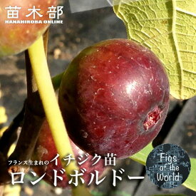 いちじく 【ロンドボルドー】 1年生苗 【予約販売】11〜12月頃入荷予定