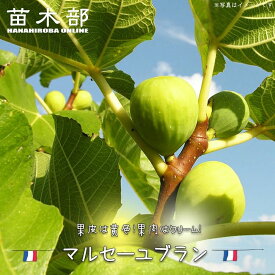いちじく 【マルセーユブラン】 1年生苗 【予約販売】11〜12月頃入荷予定