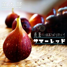 いちじく 【サマーレッド】 1年生苗 【予約販売】11～12月頃入荷予定