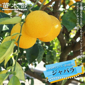 _݂ y΂z 2N ږ c ʎ k