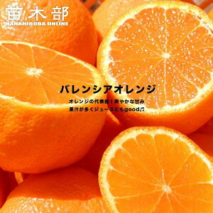 IW c yoVAIWz 3Nږؑc yYnř 1.0mcz