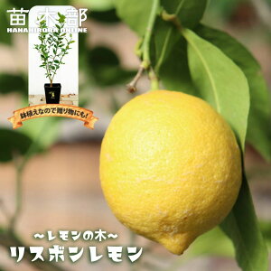 ɋ̖ A yX{z 2Nږؕc pA