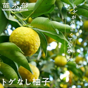 Mq c ygQȂMq z 3Nږؑc y\̔z11{ח\