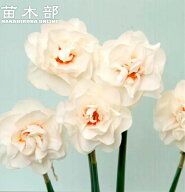 水仙 【八重咲き 白花品種】 球根 （2球入） （植え付け時期9月中旬～12月下旬） 【予約販売】10月下旬頃…