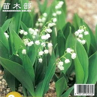 すずらん 白花 球根 (2株入) （植え付け時期2月下旬まで） 【予約販売】12月中旬頃入荷予定