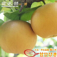 梨 苗木 【甘ひびき】 3年生 接木苗 登録品種・品種登録 【予約販売】10～11月頃入荷予定