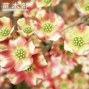 yԉԃni~YLz ږ؃|bgc yϏ܉Ԗ؁z