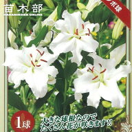 【ジャンボカサブランカ】 球根 (1球入) （植え付け時期3月下旬まで） 【予約販売】12月中旬頃入荷予定
