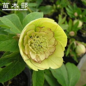 yCG[I[PXgz All炫NX}X[Y 3|bg c