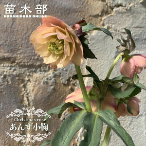 y񂸏fz d炫NX}X[Y 3|bg c