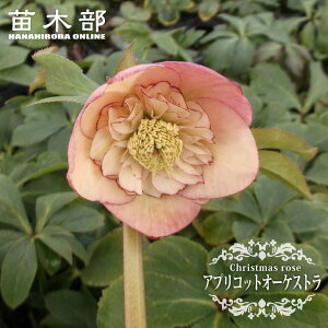 yAvRbg I[PXgz d炫NX}X[Y 3|bg c