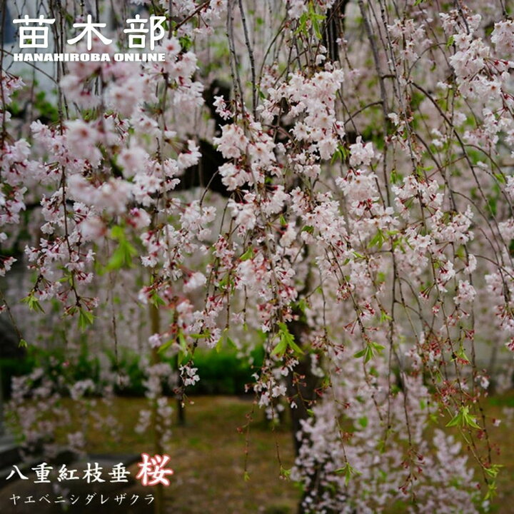 楽天市場】しだれ桜 【八重紅枝垂れ桜】 1年生接木苗 : 苗木部 by 花 