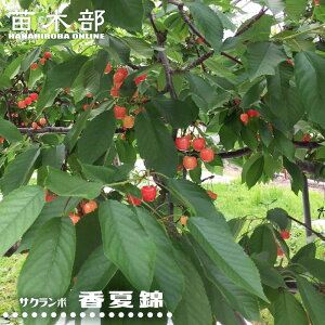 ڂ̖ yċсz 3Nږ1mc yYnř 1.0mcz