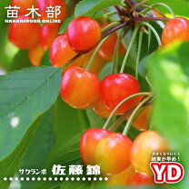 楽天市場】さくらんぼ 紅さやか 高砂の通販