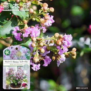 yEBYu G^[i z 킢TXx PVP 5|bgc o^iEio^