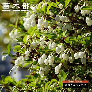 �h�E�_���c�c�W �V���h�E�_�� �������c ���h�E�_��