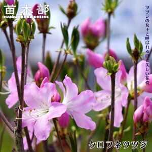 ccW yDccWiNtlccWjz } c