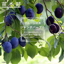 楽天市場】プルーン 苗木 3年の通販