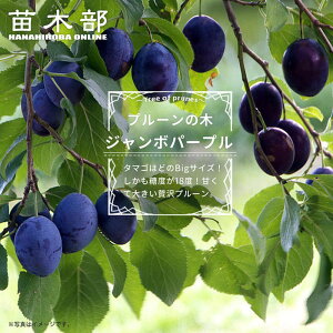 v[ c yW{p[vz 1Nږؕc