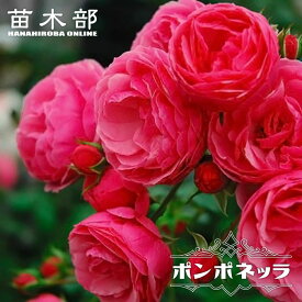 四季咲きつるバラ 【ポンポネッラ】 2年生大苗
