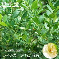 フィンガーライム 苗 【テイスティーグリーン】 果皮：緑 果肉：白実 2年生 接木苗 【予約販売】11～12月…