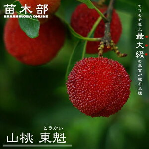 } y@ iXjz 2Nږ7OXbg ̔