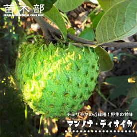 アンノナ・ディオイカ 接木 3-4号ポット苗