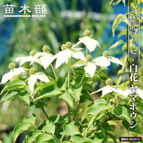 楽天市場】ヤマボウシ 白（植木｜ガーデニング・農業）：花・ガーデン 