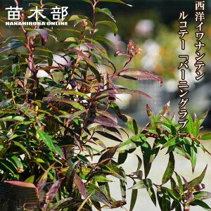 mCie yRe[ o[jOuz 5|bgc OhJo[  Ύ o^iEio^