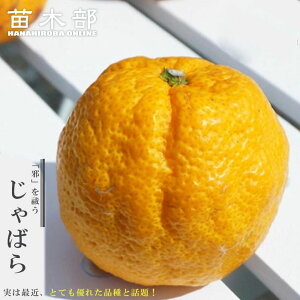 香酸みかん 【じゃばら】 2年生接木苗 スリット鉢植え ■限定販売■