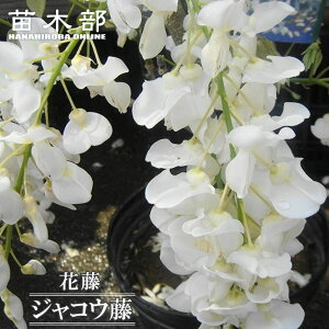 ԓ yWREz 2N ږ 6|bgc y\̔z12`N1ח\