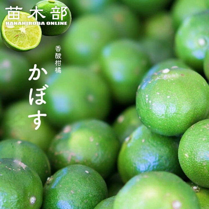 楽天市場】カボス 苗木 3年生接木大苗 【産地で剪定済 1.0m苗】 : 苗木 
