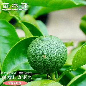 yȂJ{Xz 3Nږؑc yYnř 1.0mcz