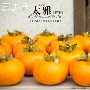 `̕c yz SÊ` 3Nږؑc 1.1mc o^iEio^ y\̔z10`11ח\