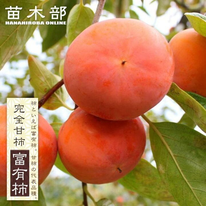 楽天市場】柿の苗木 【富有柿】 完全甘柿 2年生接木苗 スリット鉢植え 