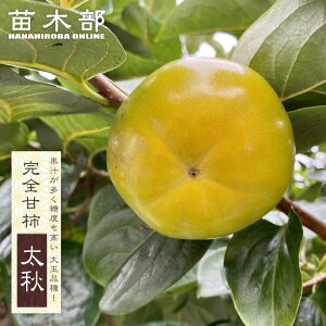 柿の苗木 【太秋柿】 完全甘柿 2年生接木苗 ロングスリット 鉢植え ■限定販売■ 【予約販売】10〜11月頃入荷予定