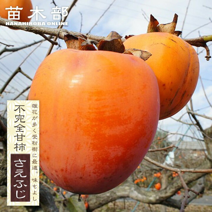 楽天市場】柿の苗木 【さえふじ】 不完全甘柿 2年生接木 スリット 