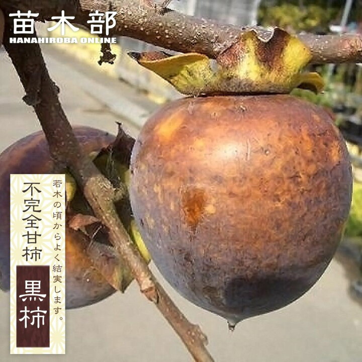 楽天市場】柿の苗木 【黒柿】 不完全甘柿 1年生接木苗 : 苗木部 by 