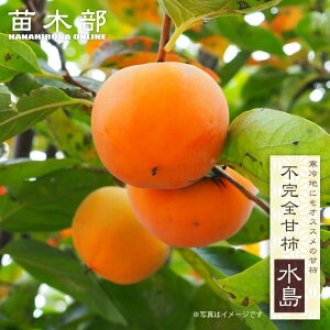 `̕c yz sSÊ` 3Nږؑc1.1mc yYnř 1.1mcz y\̔z10`11ח\