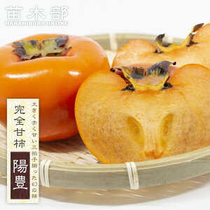 `̕c yzL`z SÊ` 2Nږؕc 7OXbg ̔ y\̔z11{ח\